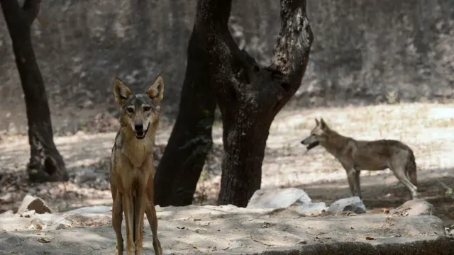 uttar-pradesh-search-for-man-eater-wolves-intensifies-in-bahraich-165-forest-personnel-in-action